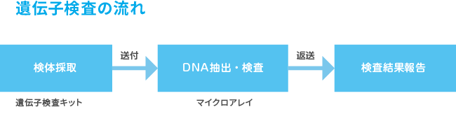 遺伝子検査の流れ 検体採取→送付→DNA抽出・検査→返送→検査結果報告