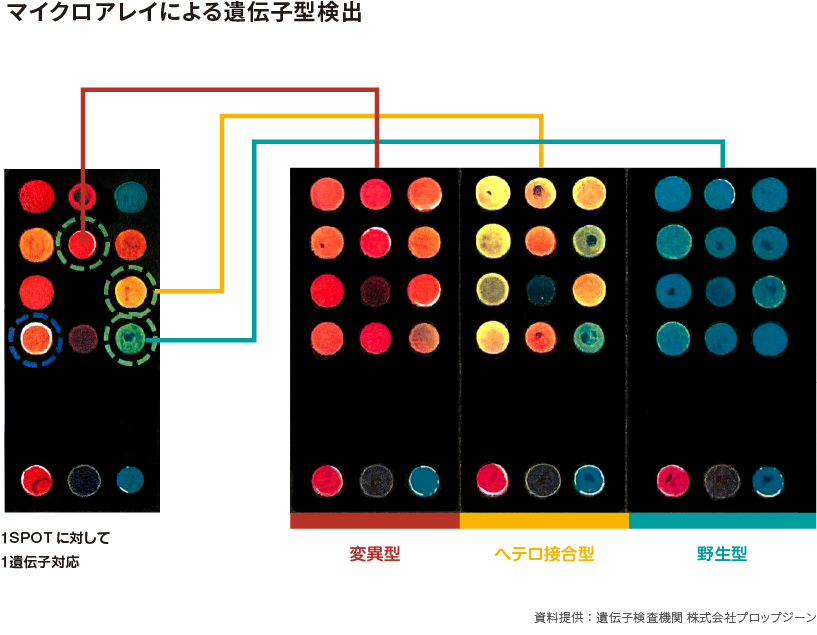 マイクロアレイによる遺伝子型検出イメージ